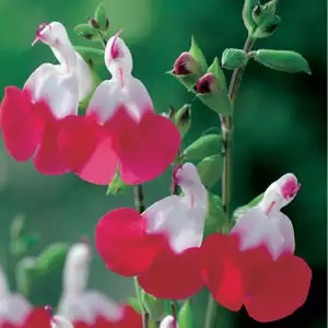 Salvia Hot Lips 68mm Salvia Hot Lips 68mm